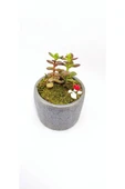Dekoratif Desenli Saksıda Crassula thumbnail 4