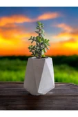 Mini Bonsai Para Ağacı Taş Saksıda thumbnail 2