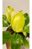 Philodendron 'Moonlight' thumbnail 3