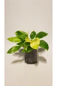 Philodendron 'Moonlight' thumbnail 1
