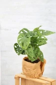 Monstera Adansonii-monstera Monkey Mask-deve Tabanı thumbnail 4
