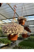 Callisia Rosato thumbnail 3