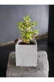 Dekoratif Mini Saksıda Mini Para Bonsai thumbnail 1
