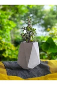 Mini Bonsai Para Ağacı Beton Saksıda thumbnail 3
