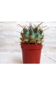 Ferocactus Latispinus Taş Kaktüs thumbnail 2