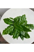 COFFEA ARABİCA-KAHVE ÇİÇEĞİ thumbnail 3