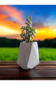 Mini Bonsai Para Ağacı Taş Saksıda thumbnail 1