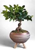 Ficus Ging Seng Bonsai Ayaklı Saksı da thumbnail 2