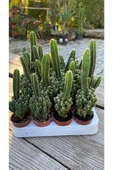 Cereus Peruvianus thumbnail 3