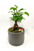 Dekoratif Desenli Saksıda Mini Bonsai thumbnail 3