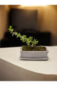 Tabaklı Taş Saksılı Afra Bonsai Yeşim Ağacı thumbnail 2