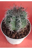 Melocactus Matanzanus thumbnail 1