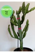 Euphorbia Lactea Kaktüs thumbnail 2