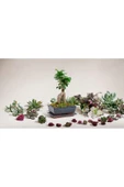 Hediyelik Bonsai özel saksıda thumbnail 2