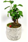 Dekoratif Desenli Saksıda Mini Bonsai thumbnail 3