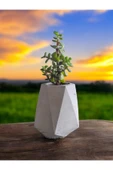 Mini Bonsai Para Ağacı Taş Saksıda thumbnail 3