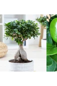 Hediyelik Bonsai Ficus Microcarpa thumbnail 2