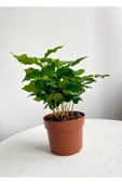 COFFEA ARABİCA-KAHVE ÇİÇEĞİ thumbnail 2