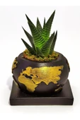 Dekoratif Saksıda Haworthia thumbnail 1