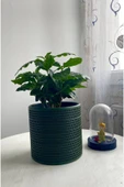 COFFEA ARABİCA-KAHVE ÇİÇEĞİ thumbnail 1