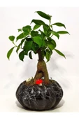 Dekoratif Saksıda Mini Bonsai thumbnail 3