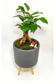 Dekoratif Desenli Saksıda Mini Bonsai thumbnail 2