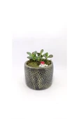 Dekoratif Desenli Saksıda Crassula thumbnail 3