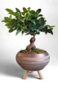 Ficus Ging Seng Bonsai Ayaklı Saksı da thumbnail 2
