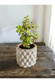 Mini Bonsai para ağacı 5.5 taş saksıda thumbnail 2