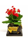 Dekoratif Saksıda Kalanchoe thumbnail 1