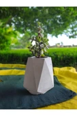 Mini Bonsai Para Ağacı Beton Saksıda thumbnail 1