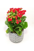 Dekoratif Saksıda Kalanchoe thumbnail 4