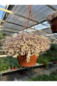 Callisia Rosato thumbnail 6