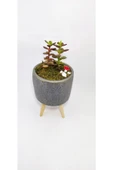 Dekoratif Desenli Saksıda Crassula thumbnail 2