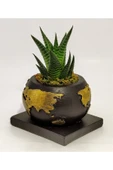 Dekoratif Saksıda Haworthia thumbnail 3