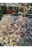 Callisia Rosato thumbnail 8