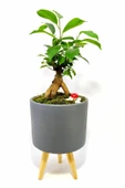Dekoratif Desenli Saksıda Mini Bonsai thumbnail 1