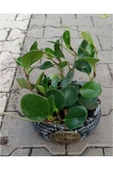 Peperomia Dekoratif Saksıda thumbnail 1