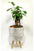 Dekoratif Desenli Saksıda Mini Bonsai thumbnail 1