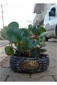Peperomia Dekoratif Saksıda thumbnail 2