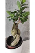Ficus Bonsai Agacı Seramik Saksıda (peri ) thumbnail 3