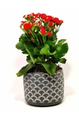 Dekoratif Saksıda Kalanchoe thumbnail 3