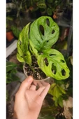 Monstera Adansonii Monkey Mask Deve Tabanı Bitkisi thumbnail 5
