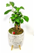 Dekoratif Desenli Saksıda Mini Bonsai thumbnail 2
