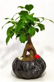 Dekoratif Saksıda Mini Bonsai thumbnail 1