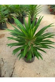 Madagaskar Palmiyesi 40-50 cm Saksılı Bitki thumbnail 2