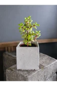 Dekoratif Mini Saksıda Mini Para Bonsai thumbnail 3