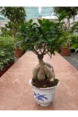 Ficus Microcarpa Ginseng Bonsai Orta Boy thumbnail 1