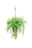 Aşk Merdiveni - Nephrolepis Green Lady thumbnail 1