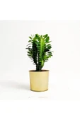 Euphorbia Trigona Green thumbnail 1